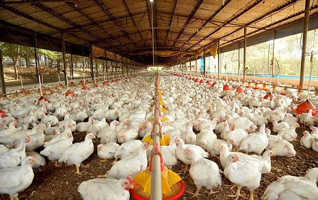 China Suspende Embargo e Retoma Importações de Frango do Brasil
