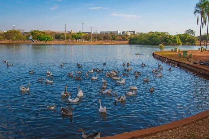 Furto de gansos no Parque da Cidade mobiliza Polícia Militar em Brasília
