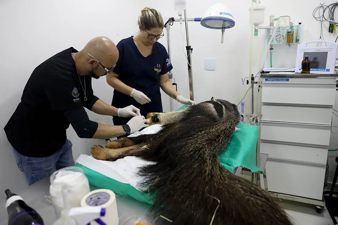 Hospital da Fauna Silvestre no DF atende 5 mil animais em dois anos